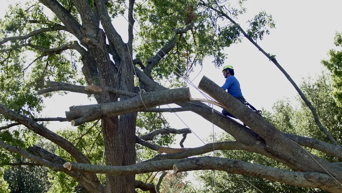 Professional Crown Thinning performed by certified arborists in Surfside